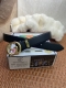 Product Name: Gucci Original Single Belt Material: 100% top-grain cowhide belt,